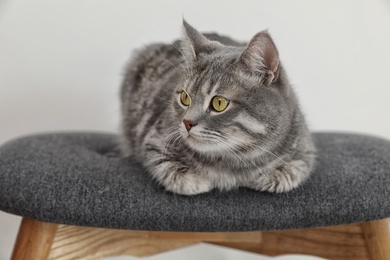 Adorable grey tabby cat on stool against light background