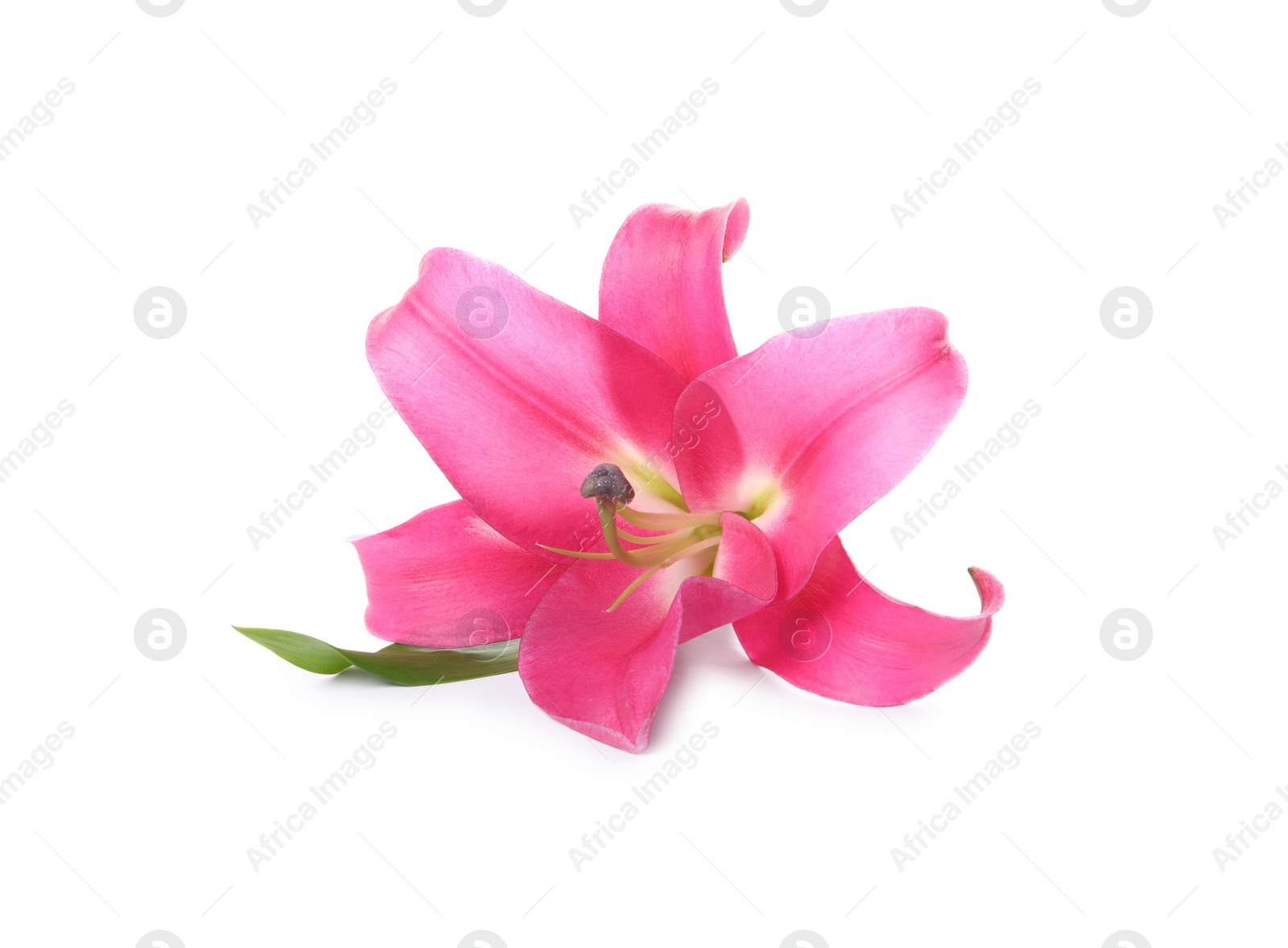 Photo of Beautiful pink lily flower isolated on white