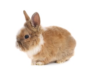 Cute fluffy pet rabbit isolated on white