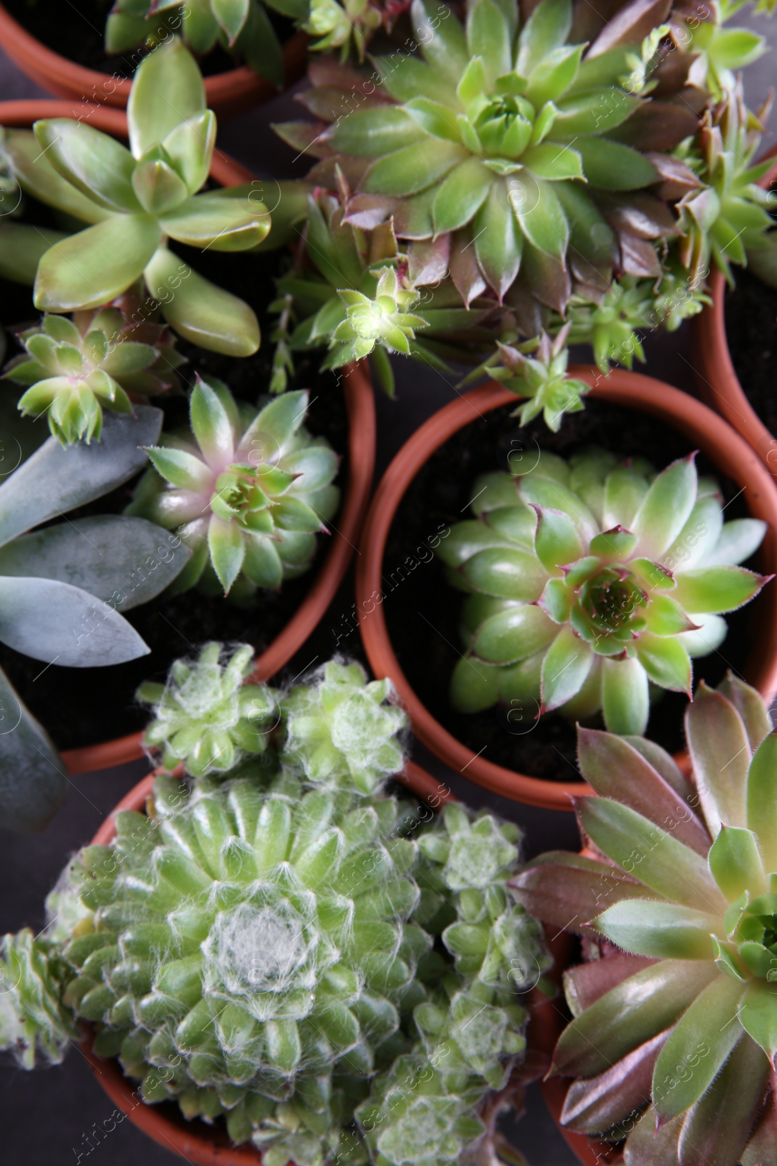 Photo of Many different echeverias on table, flat lay. Beautiful succulent plants