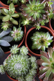 Many different echeverias on table, flat lay. Beautiful succulent plants