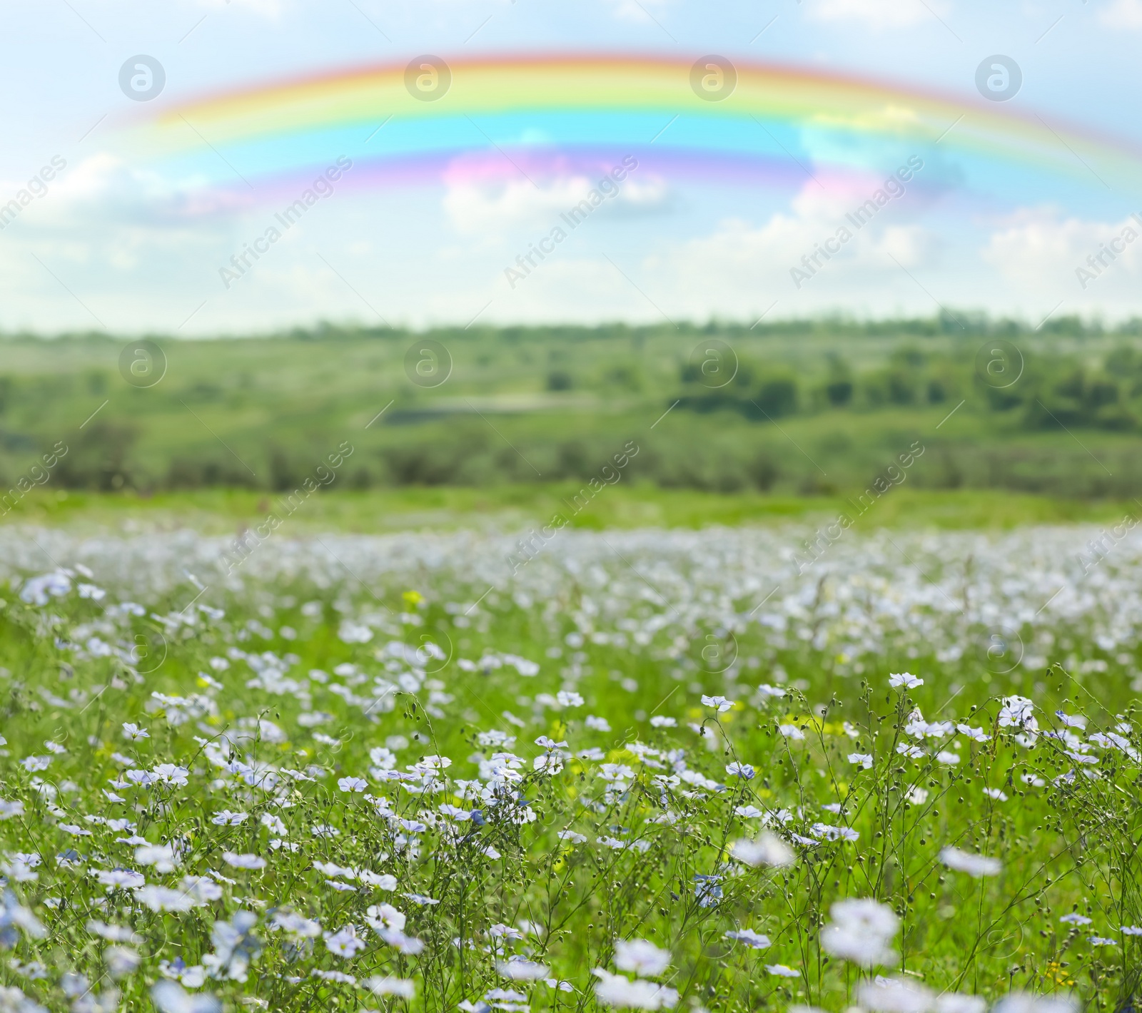 Image of Beautiful rainbow in blue sky over blooming field on sunny day