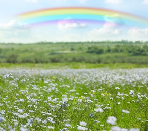 Image of Beautiful rainbow in blue sky over blooming field on sunny day
