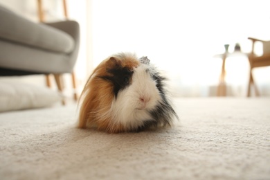 Photo of Adorable guinea pig on floor indoors. Lovely pet