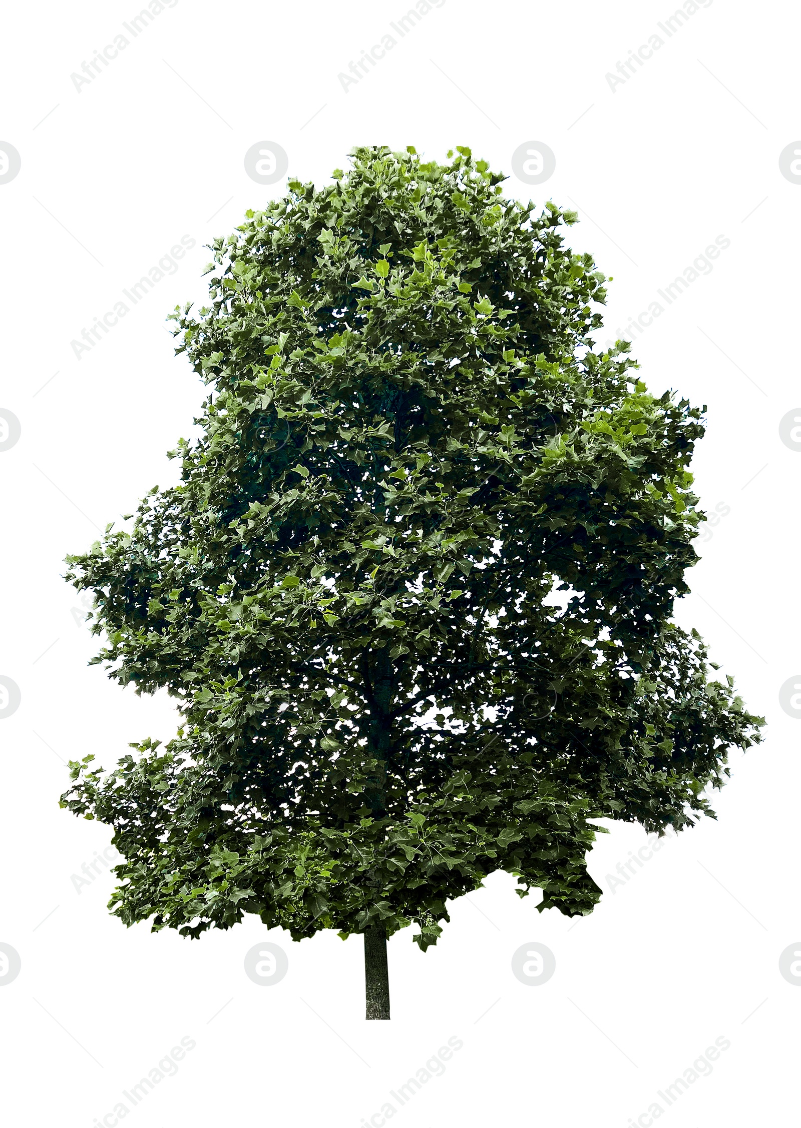 Image of Beautiful tree with green leaves isolated on white