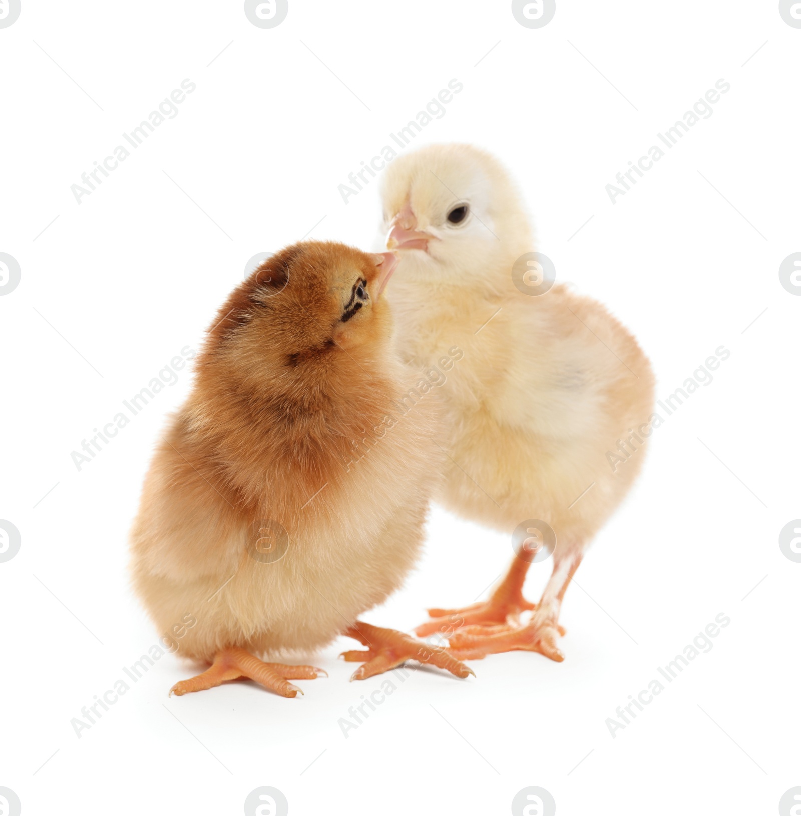 Photo of Two cute fluffy baby chickens on white background