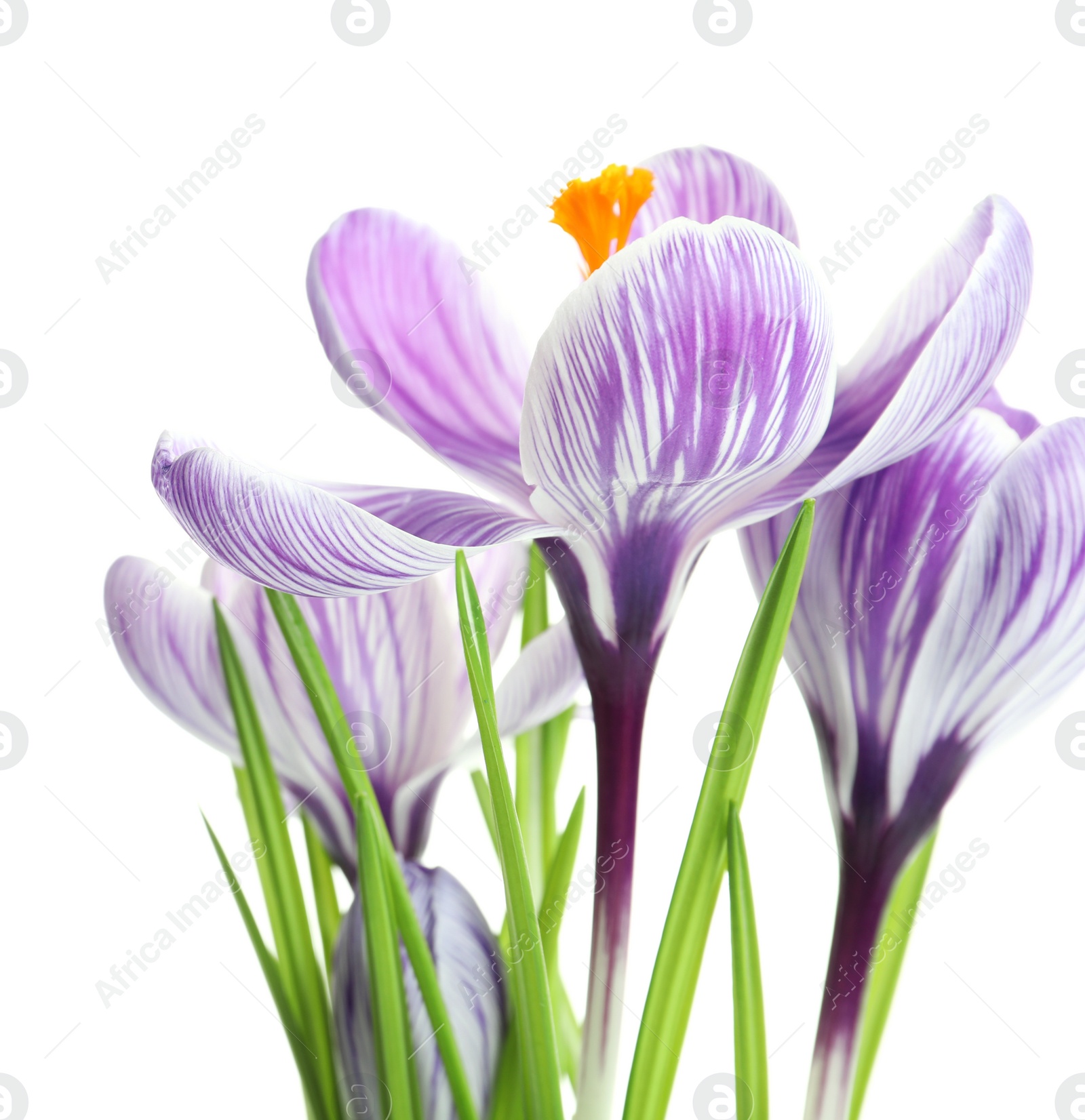 Photo of Beautiful spring crocus flowers on white background