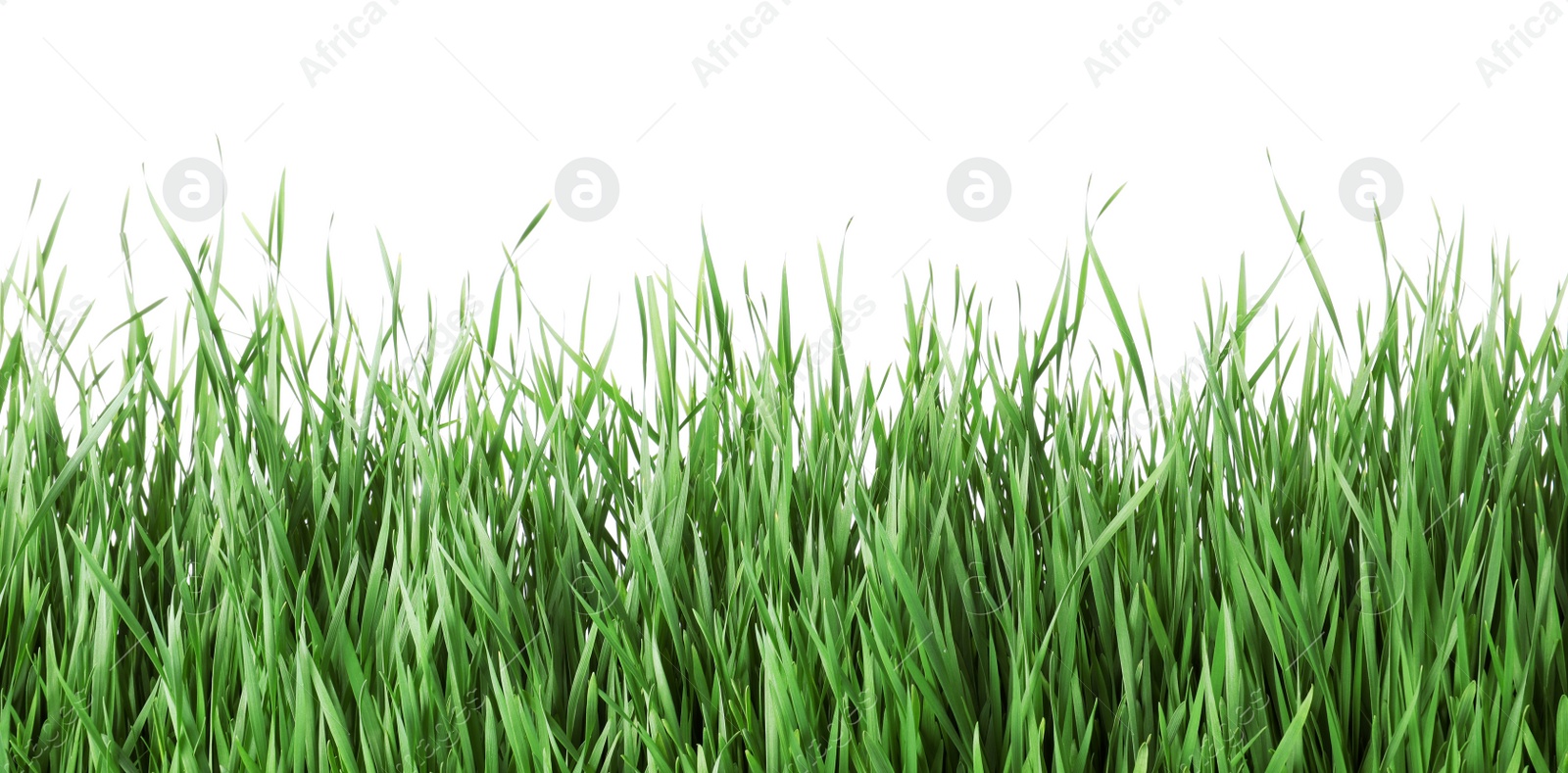 Photo of Beautiful vibrant green grass on white background