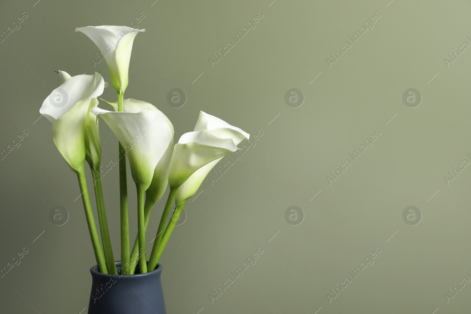 Photo of Beautiful calla lily flowers in vase on olive background. Space for text