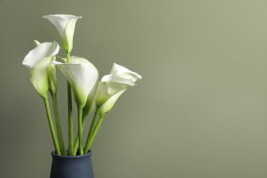 Photo of Beautiful calla lily flowers in vase on olive background. Space for text