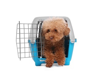 Photo of Travel with pet. Cute dog in carrier on white background