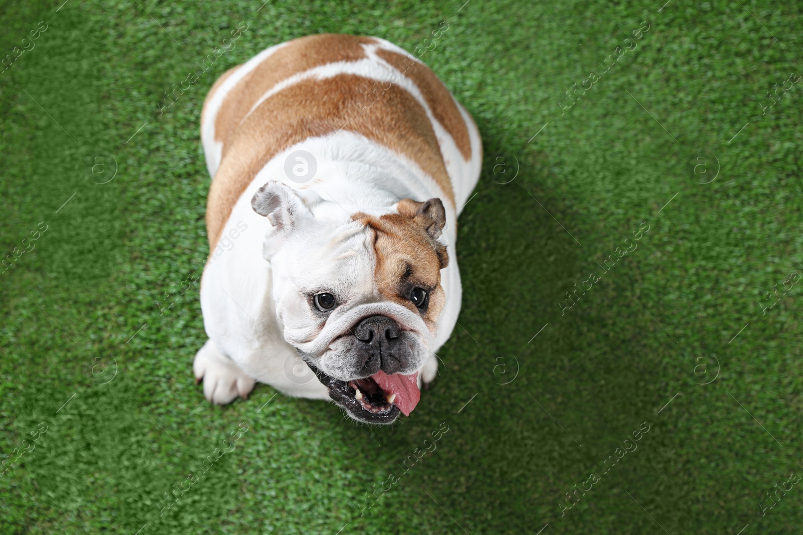 Photo of Adorable funny English bulldog on grass, above view. Space for text