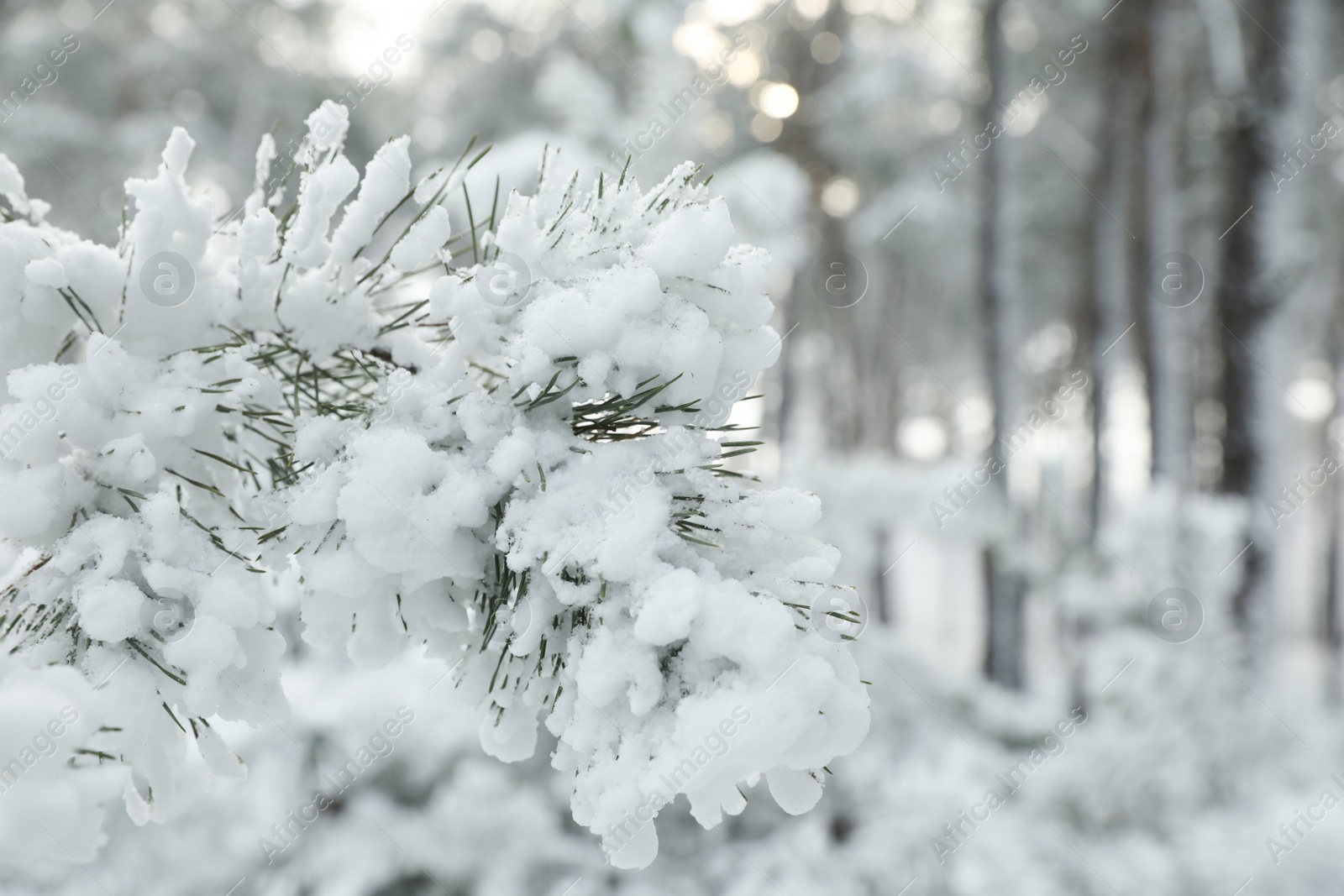 Photo of Coniferous tree branch covered with snow outdoors on winter day, closeup