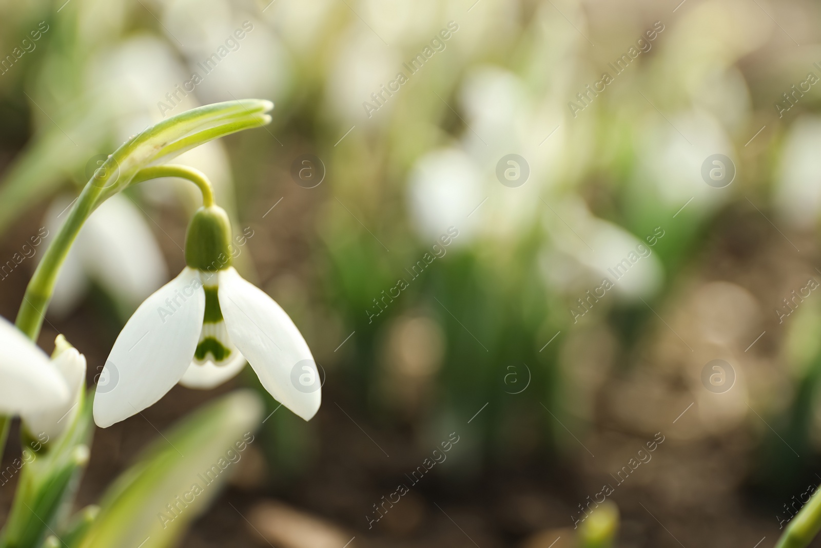 Photo of Beautiful snowdrop outdoors, closeup with space for text. Early spring flower