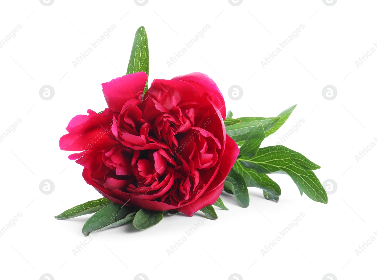 Photo of Beautiful red peony with leaves isolated on white