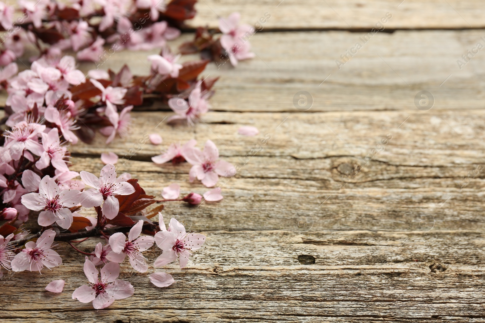 Photo of Spring branch with beautiful blossoms and leaves on wooden table, closeup. Space for text