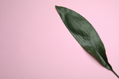 Photo of Leaf of tropical aspidistra plant on color background, top view with space for text