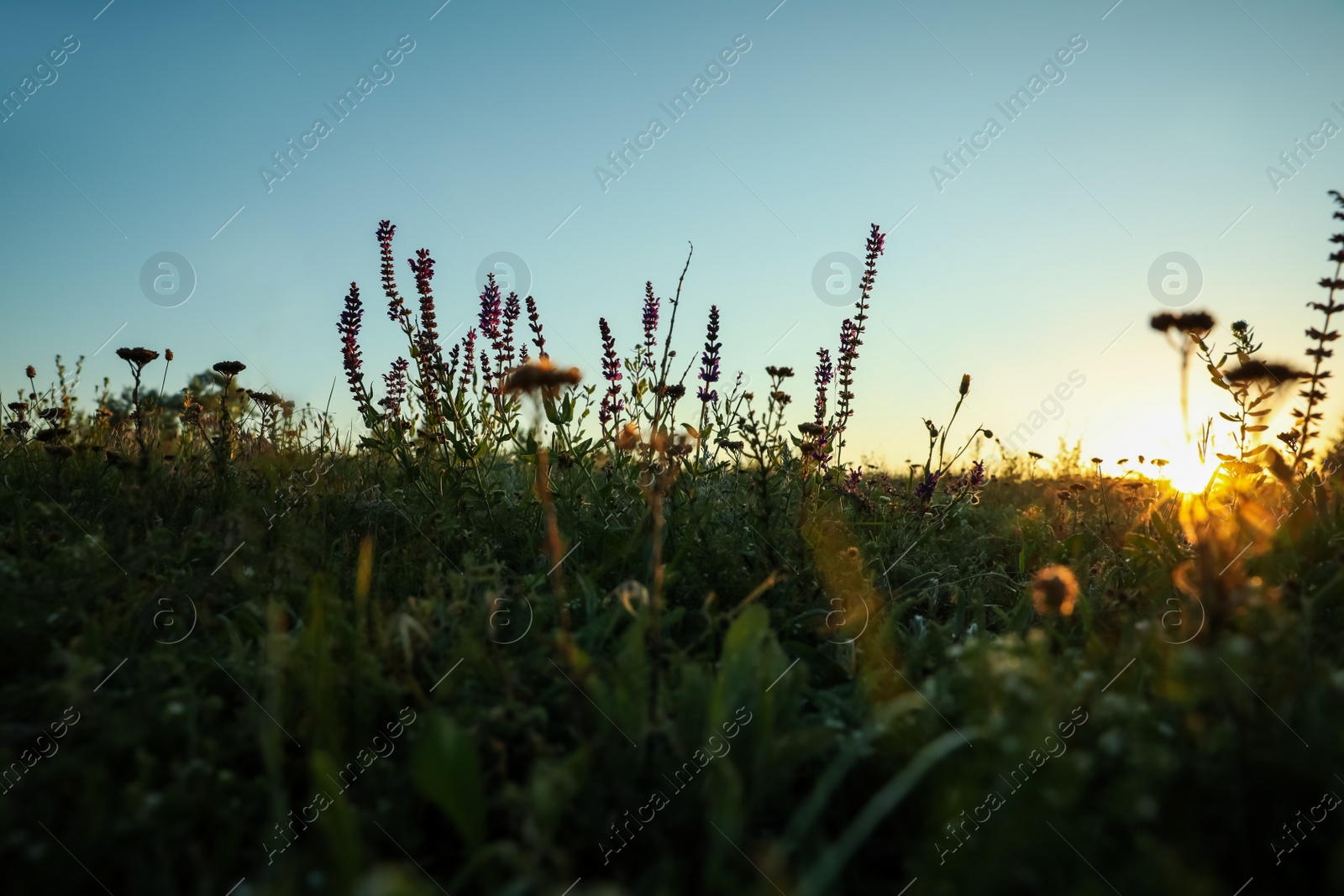 Photo of Beautiful wild flowers in field at sunrise. Early morning landscape