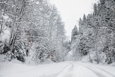 Picturesque view of road near snowy forest on winter day