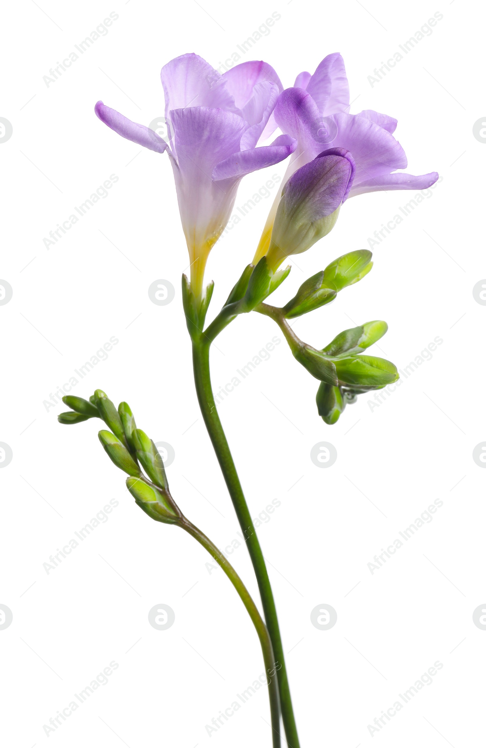 Photo of Beautiful violet freesia flower isolated on white