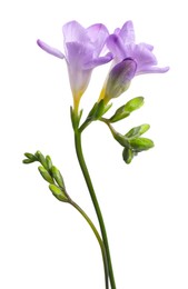 Photo of Beautiful violet freesia flower isolated on white