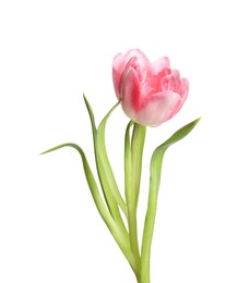 Photo of One beautiful tulip flower isolated on white