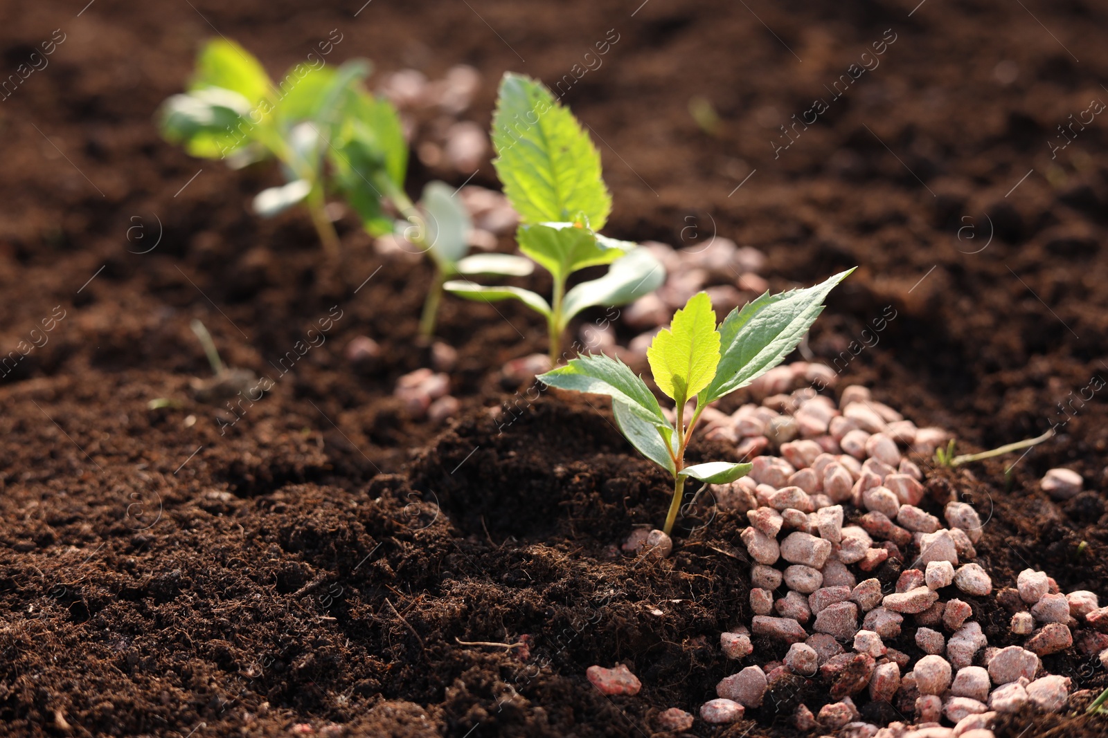 Photo of Granulated fertilizer and seedlings growing in soil, closeup