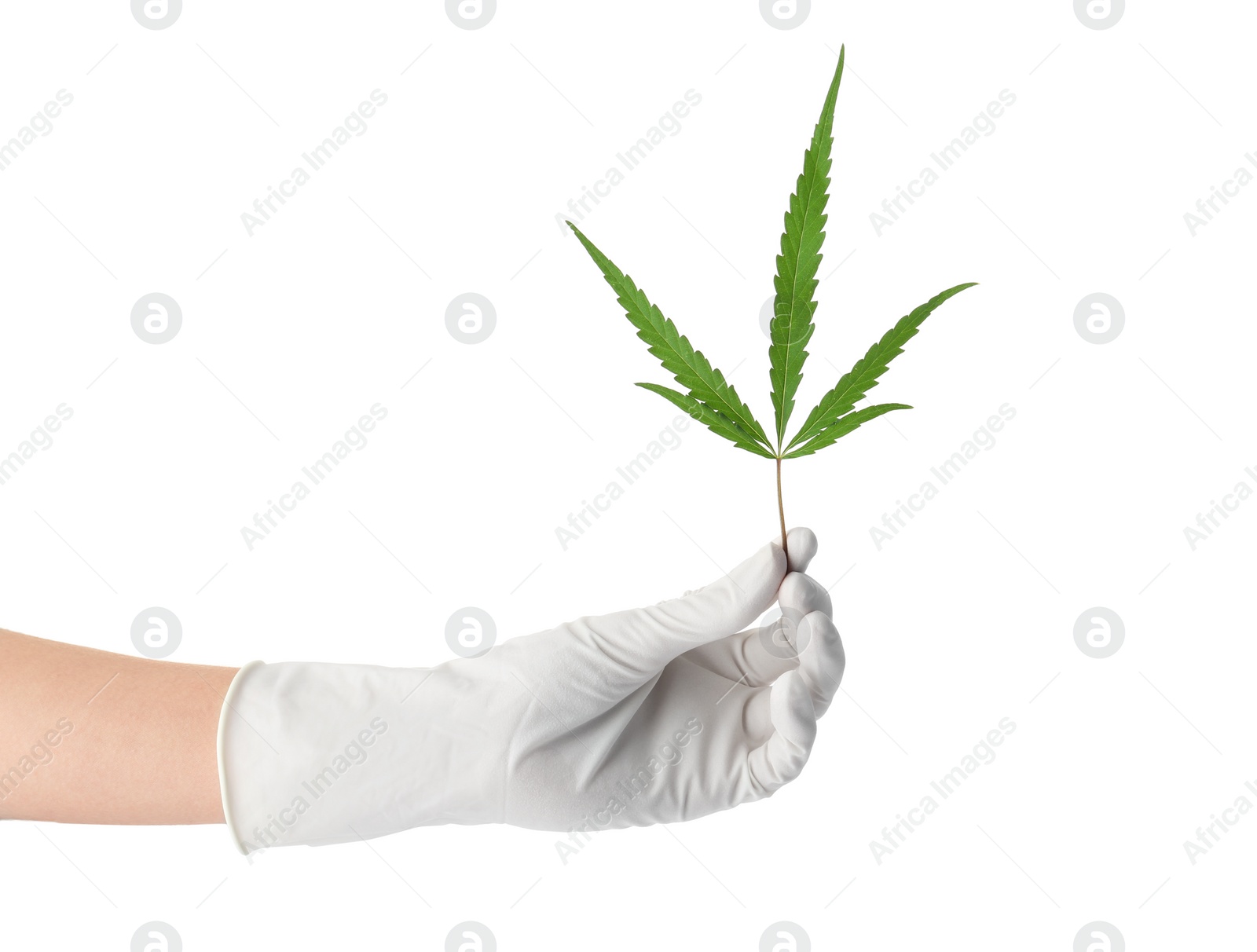 Photo of Doctor holding fresh hemp leaf on white background, closeup