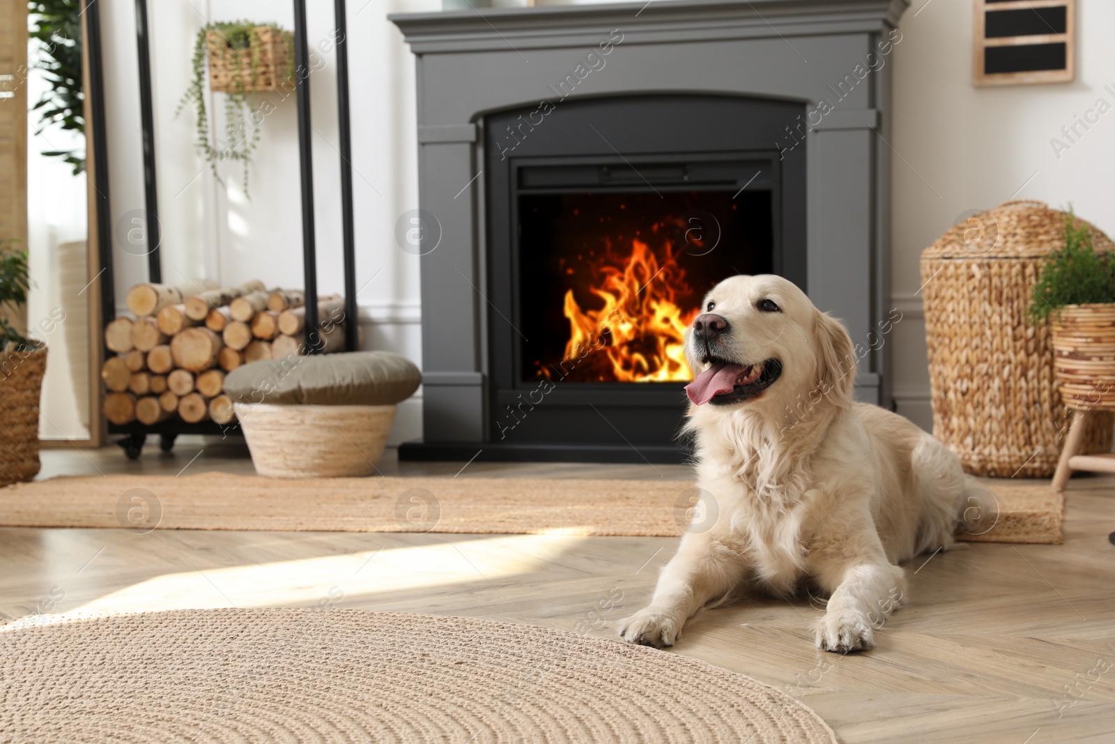 Photo of Adorable Golden Retriever dog on floor near electric fireplace indoors