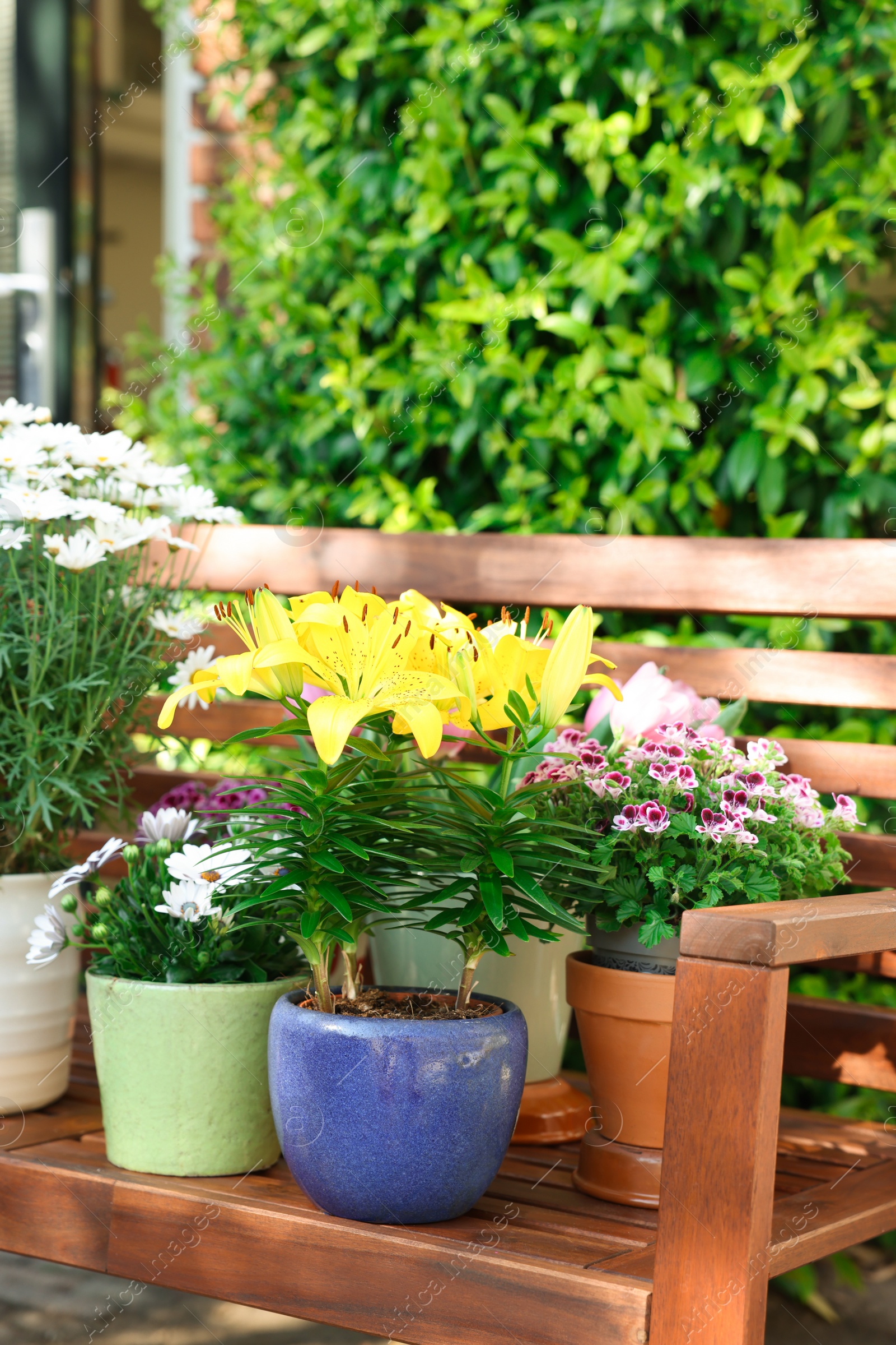 Photo of Many different beautiful blooming plants in flowerpots on wooden bench outdoors