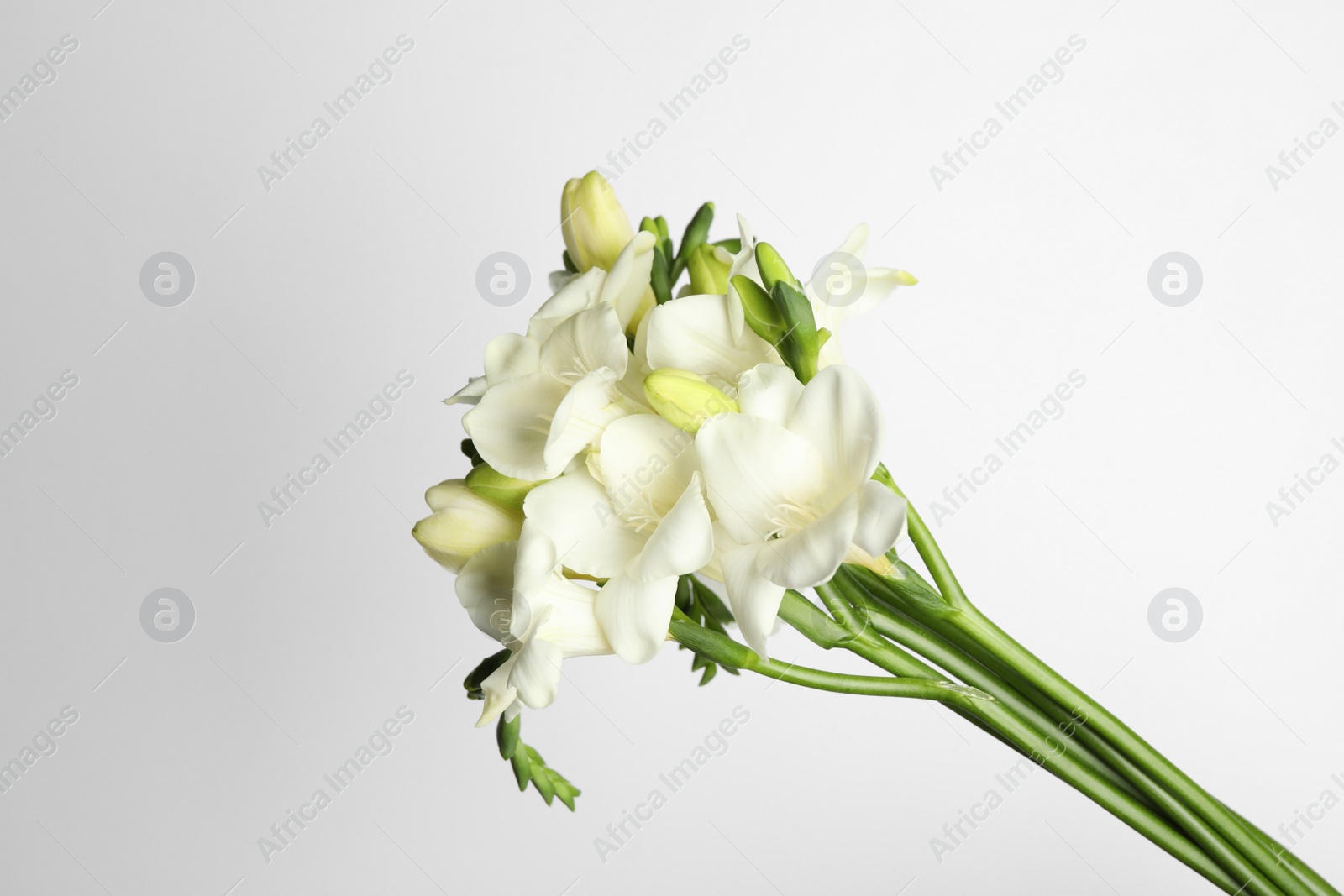 Photo of Beautiful tender freesia flowers on white background