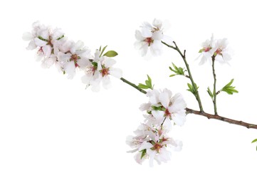 Photo of Beautiful blossoming tree branch with flowers isolated on white. Spring season