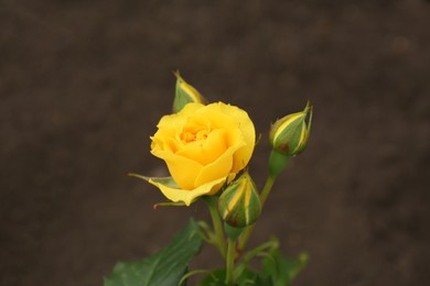 Photo of Closeup view of beautiful blooming rose bush outdoors