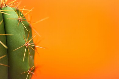 Beautiful green cactus on orange background, closeup with space for text. Tropical plant
