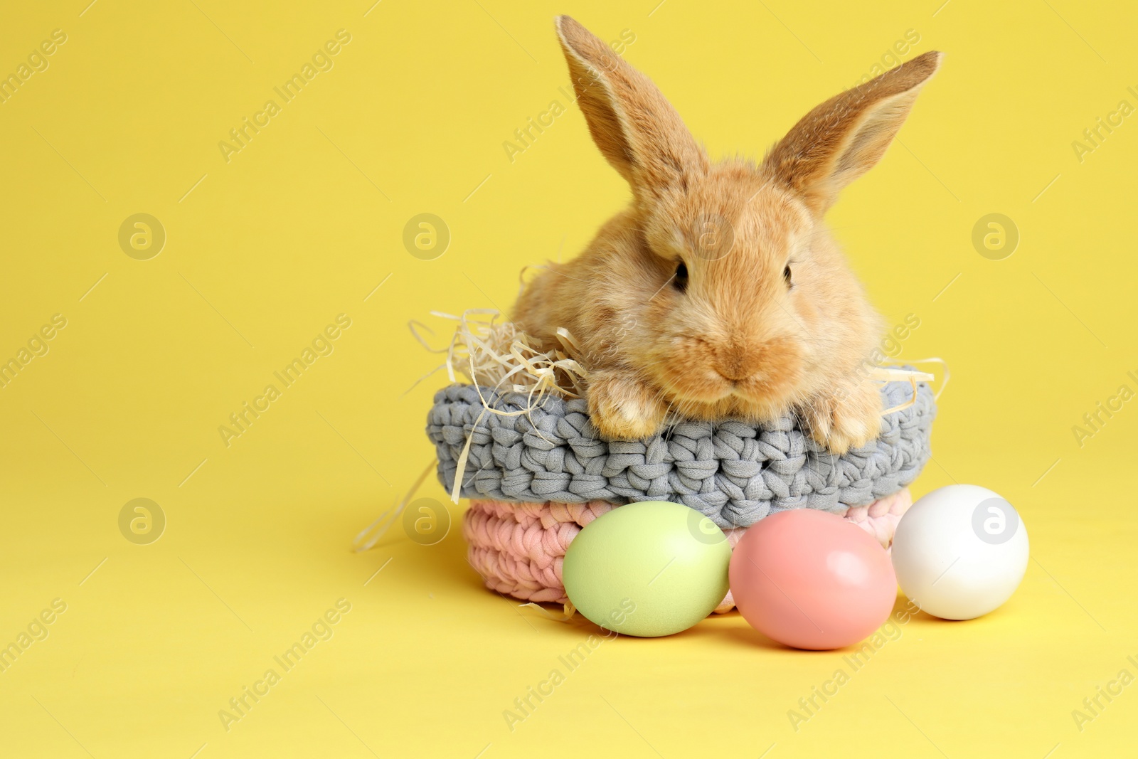 Photo of Adorable furry Easter bunny in basket and dyed eggs on color background, space for text