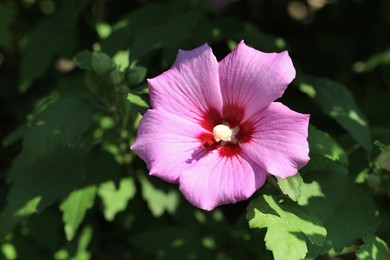 Photo of Beautiful pink hibiscus flower growing outdoors on sunny day, closeup