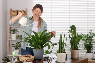 Photo of Woman watering houseplants after transplanting at wooden table indoors