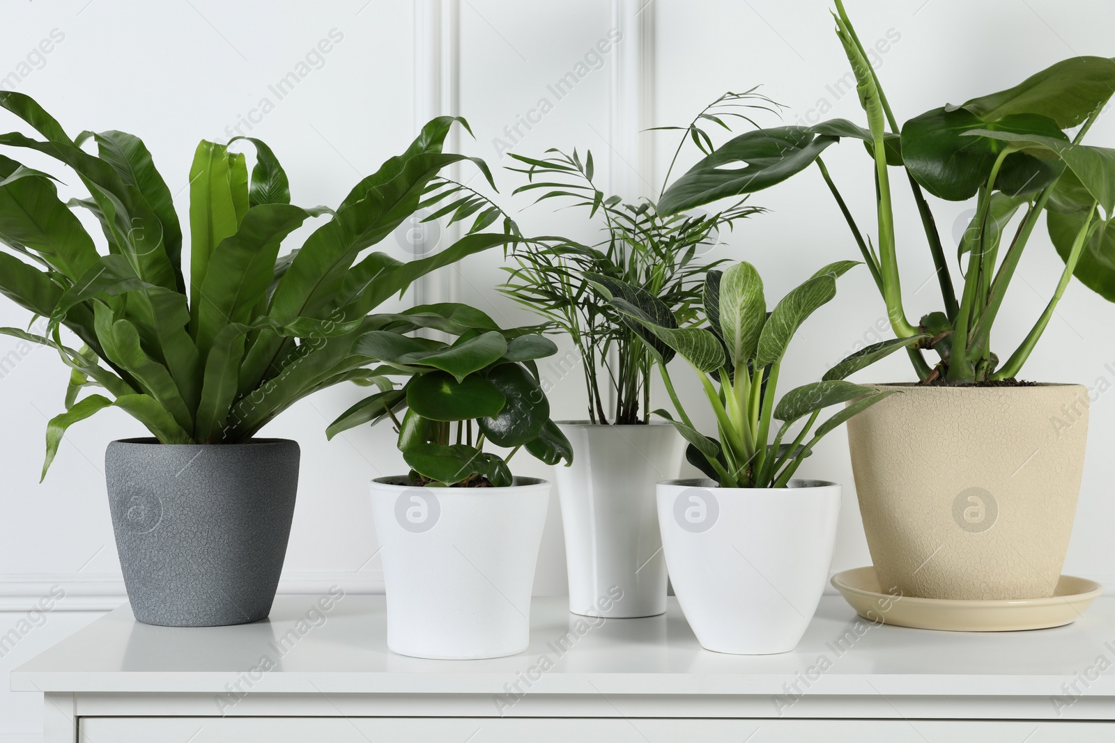 Photo of Many different houseplants in pots on chest of drawers near white wall, closeup