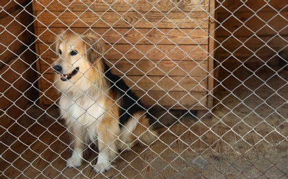 Photo of Cage with homeless dog in animal shelter, space for text. Concept of volunteering