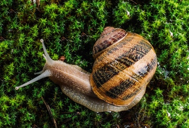 Photo of Common garden snail on green moss, top view