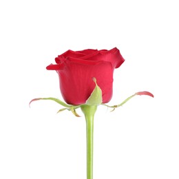 One beautiful red rose isolated on white