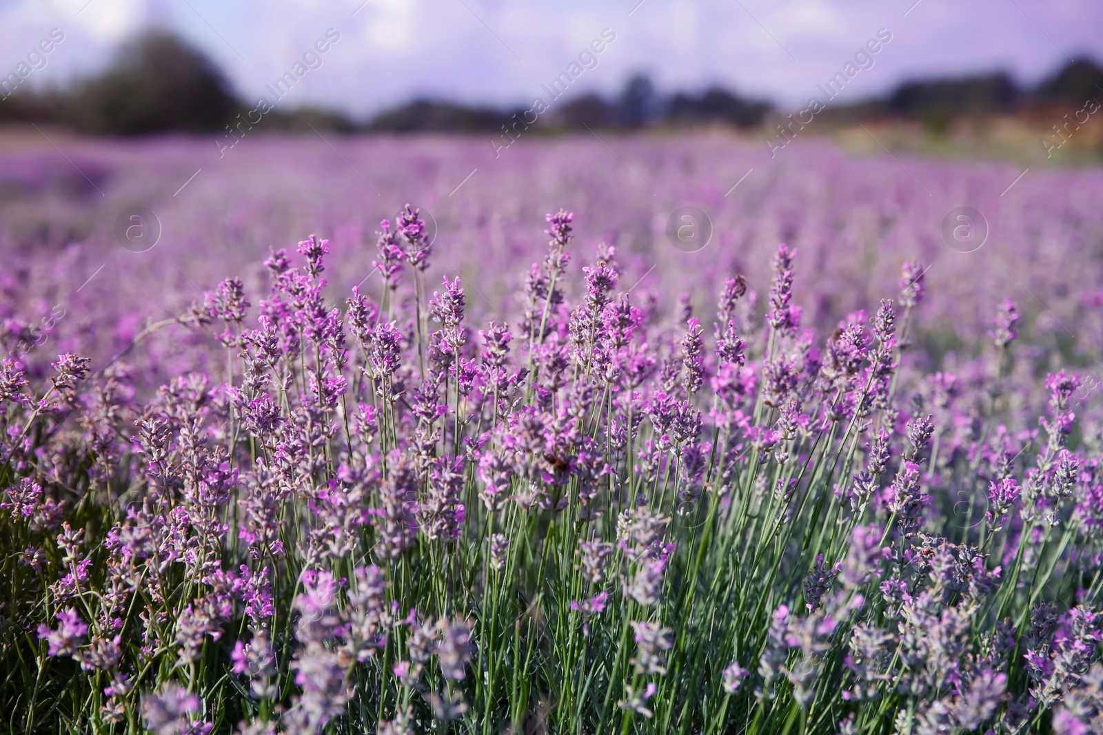 Photo of Beautiful lavender flowers growing in field, closeup