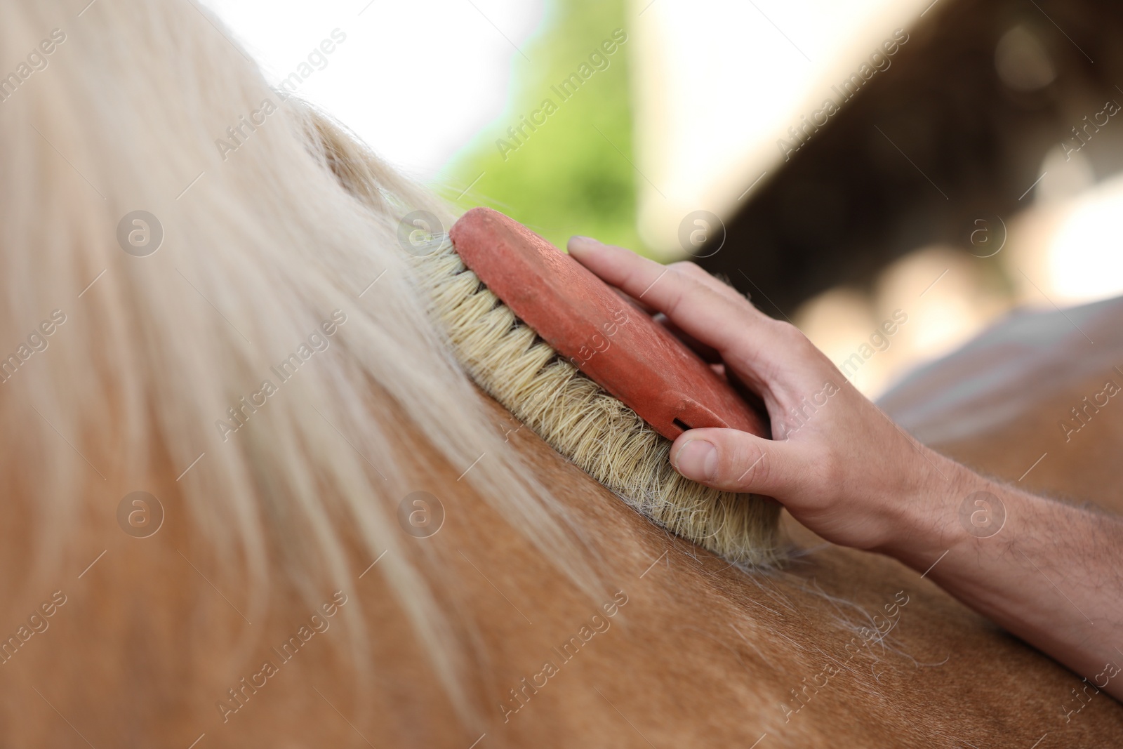 Photo of Man brushing adorable horse outdoors, closeup. Pet care