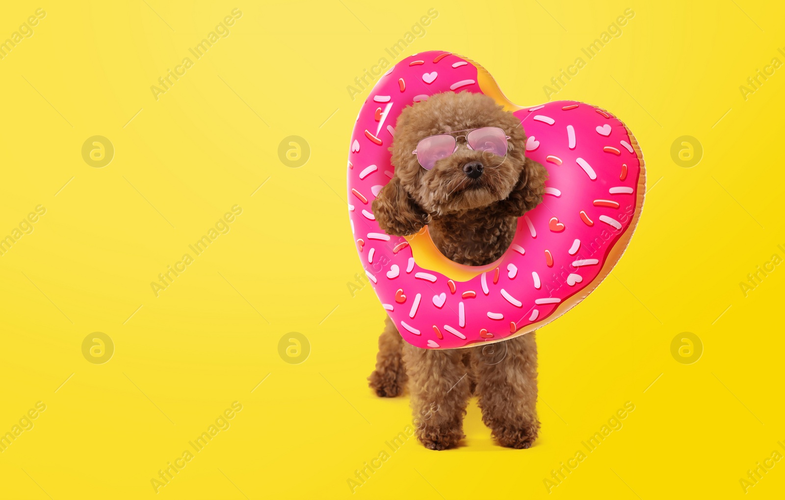 Image of Cute Maltipoo dog with stylish sunglasses and heart-shaped swim ring on yellow background. Space for text