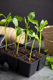 Photo of Vegetable seedlings in plastic tray on grey table against black background