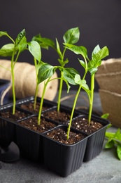 Vegetable seedlings in plastic tray on grey table against black background