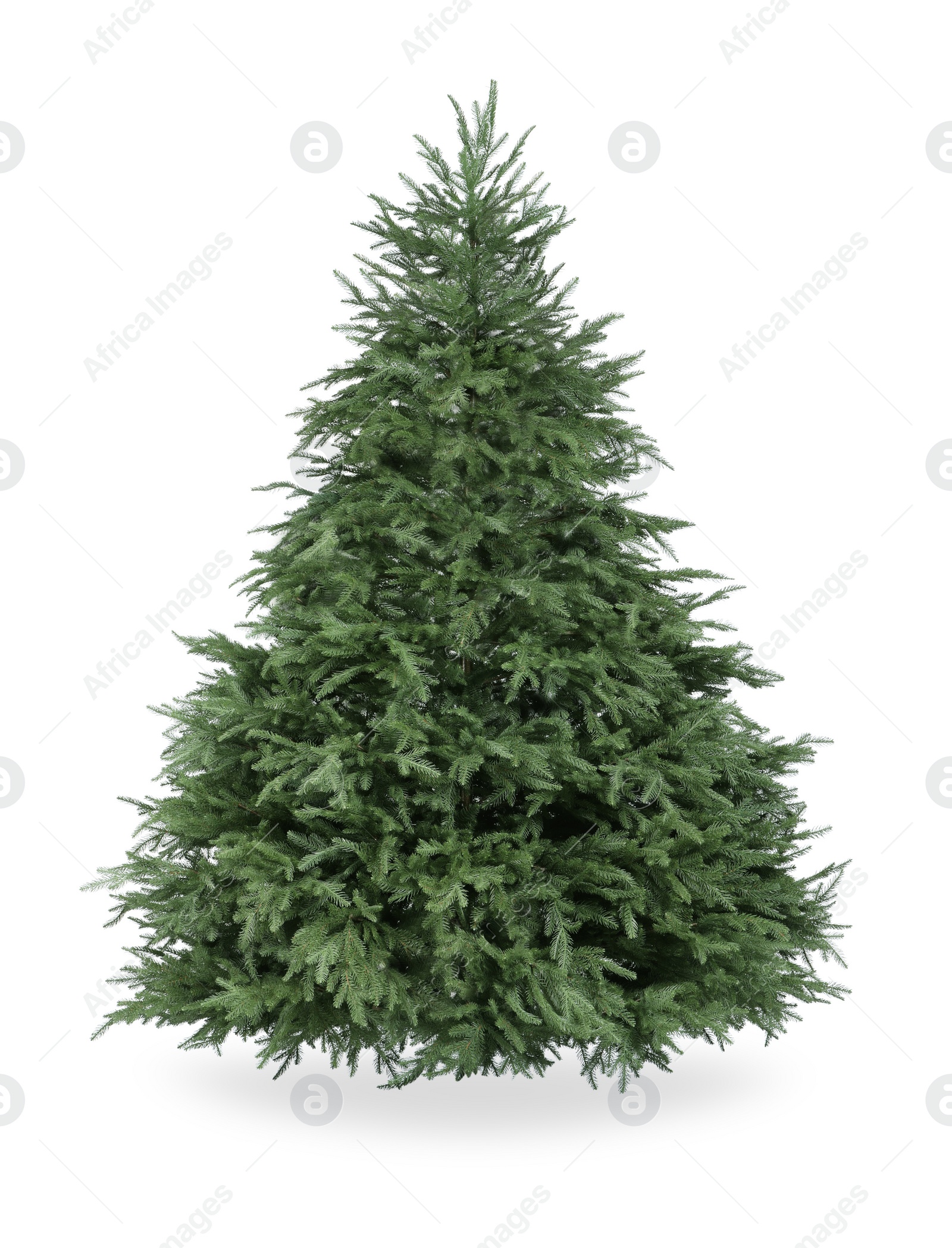 Photo of Beautiful green Christmas tree isolated on white