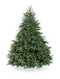 Photo of Beautiful green Christmas tree isolated on white