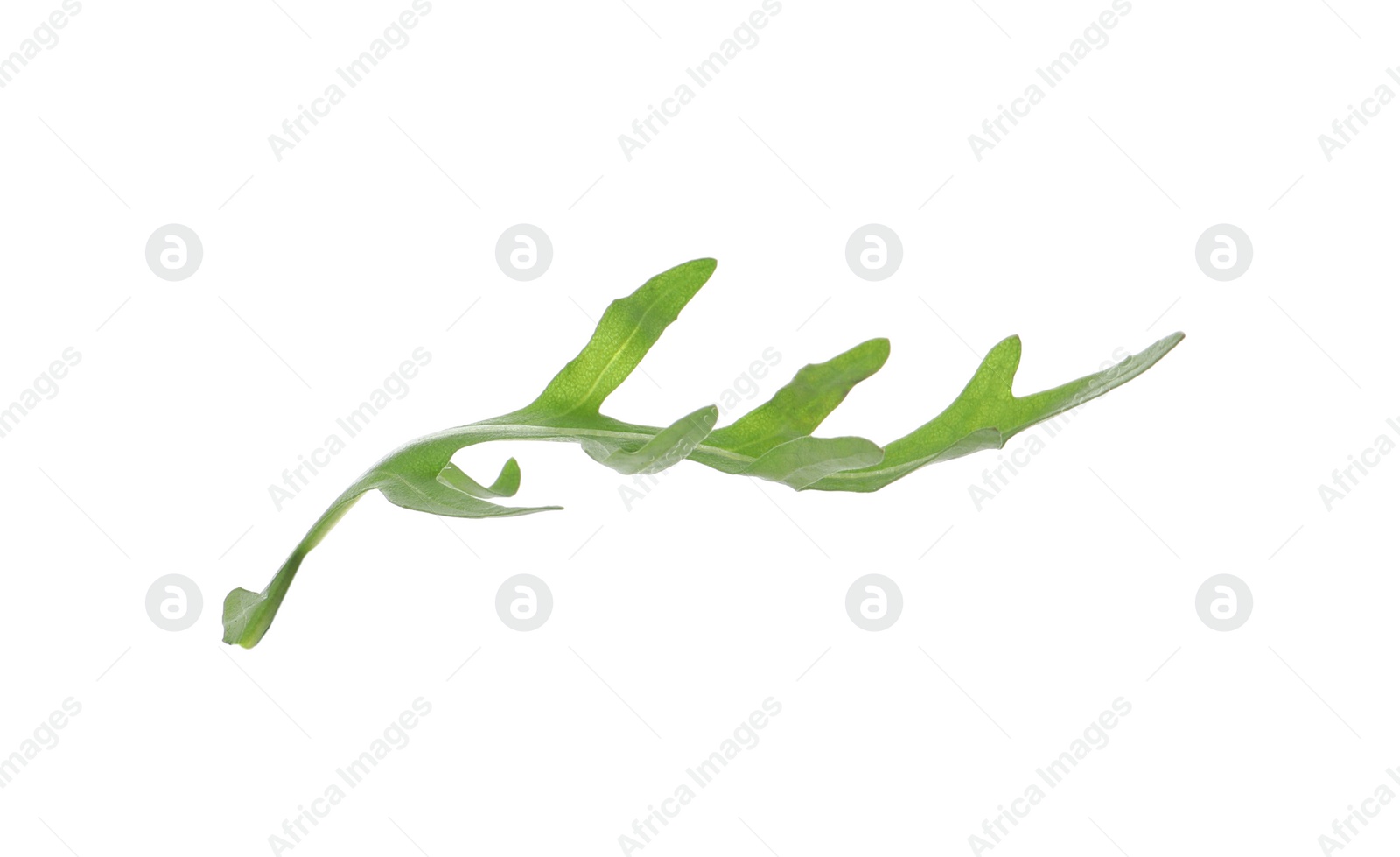 Photo of Leaf of fresh arugula isolated on white