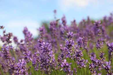 Photo of Beautiful blooming lavender field on summer day, closeup